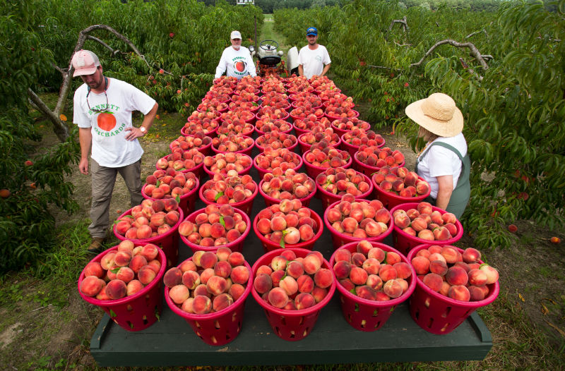 Bennett Family adjacent to a wagon full of red baskets of tree ripe Bennett Peaches in the middle of the row between two vibrant rows of peach trees loaded with fruit. 