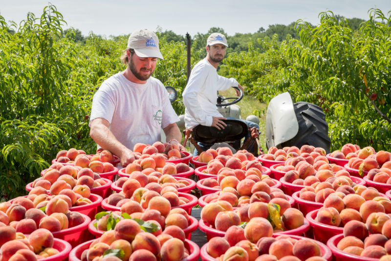 Hail and Henry Bennett observe the peaches loaded on a wagon in the row middle. These tree ripe peaches will be loaded and taken directly to farmers markets nearby. 