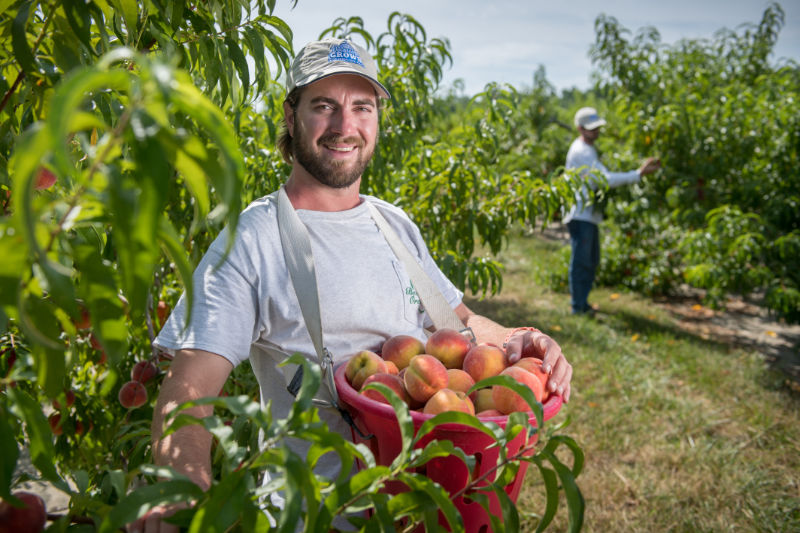 Henry Bennett holds a basket of peaches as he picks them in the field from the tree. 